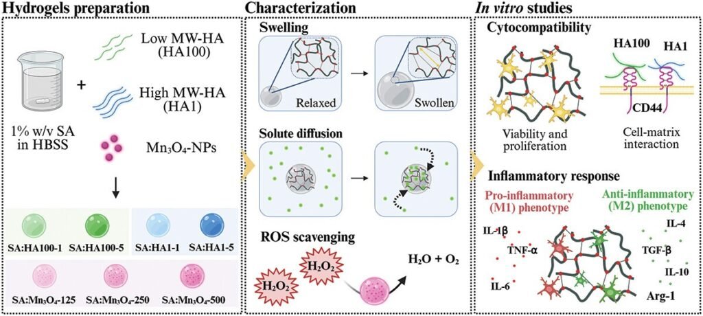 Graphical abstract: alginate hydrogels with hyaluronic acid and Mn3O4 nanozymes, their characterisation and in vitro microglial response